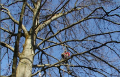 Seminar: Gefahr von oben - Sicherheitsrisiko Baum