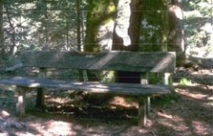 Wald als Prävention und Therapeutikum in der Gerontologie