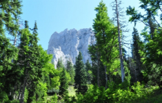 Seminar: Wald und Gesundheit 