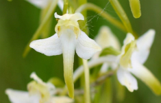 Seminar: Wilde Schönheiten - heimische Orchideen in der Natur