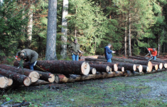 Zertifikatslehrgang: Holzausformung und Holzverkauf