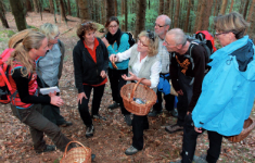 Seminar: Pilze des Waldes erkennen und sammeln
