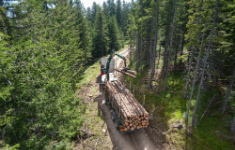 Den Wald auf den Klimawandel vorbereiten!
