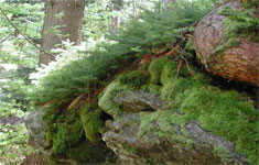 Seminar: Wald.Natur.Wirtschaft - unser Wald in der Pädagogik