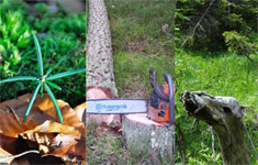 Seminar: Waldspaziergänge für Frauen