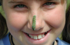 Seminar: Was im Wald so kriecht und krabbelt