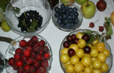 Seminar: Wilde Früchte