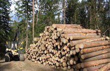 Steigende Rundholzpreise